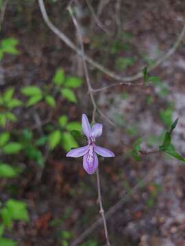 Слика од Oplonia minor (Benoist) Stearn