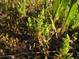 Image of Lysimachia linum-stellatum L.