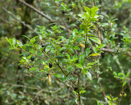 Myrceugenia ovata (Hooker & Arn.) Berg resmi