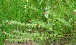 Image of rose monkswort