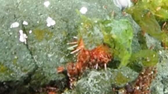 Image of Antarctic sea urchin