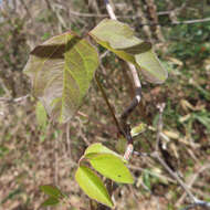 Imagem de Akebia trifoliata (Thunb.) Koidz.