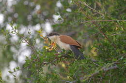 Plancia ëd Centropus senegalensis (Linnaeus 1766)