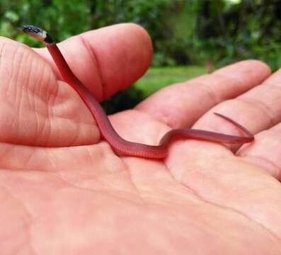 Image of Redback Coffee Snake