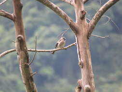 Image of Brown Bullfinch