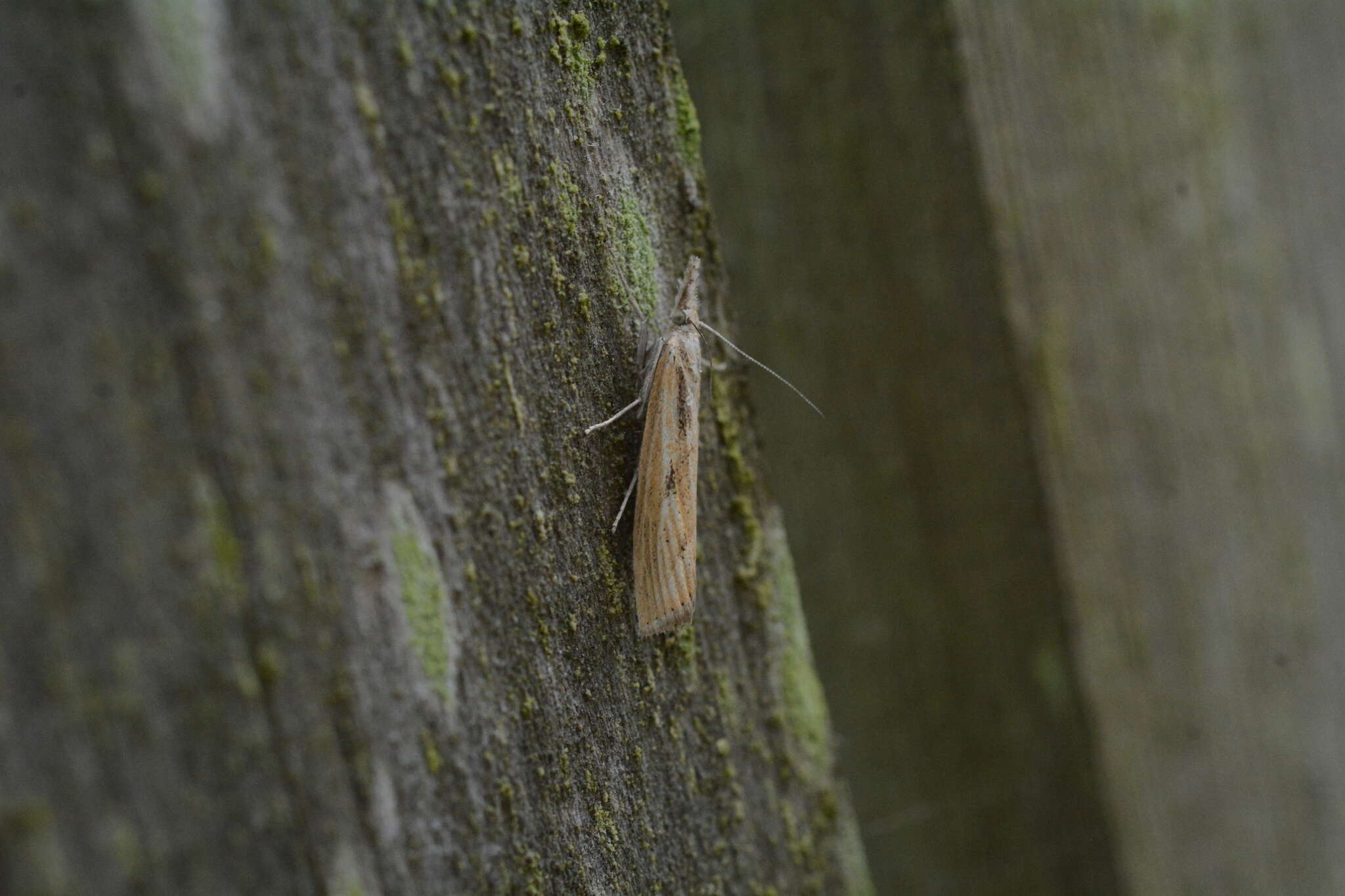 Image of Barred Grass-veneer