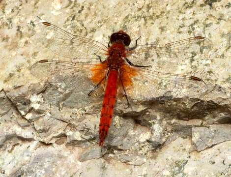 Image of Erythrodiplax corallina (Brauer 1865)