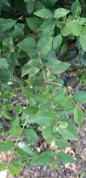 Image of wild crapemyrtle