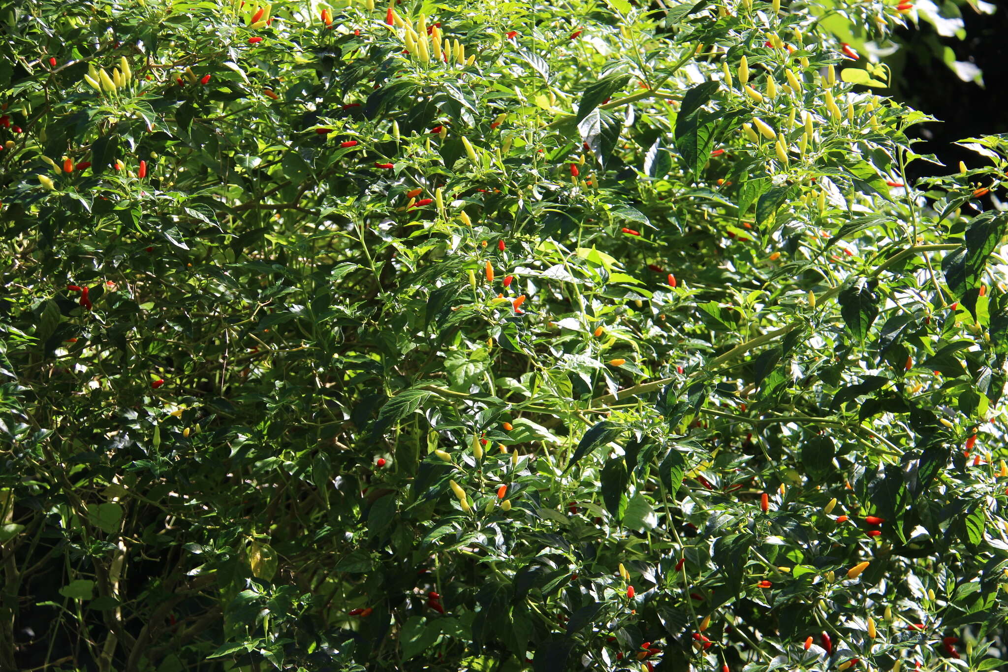 Image of Capsicum frutescens L.