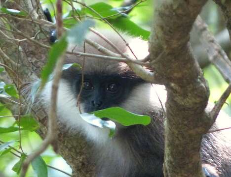 Image of Purple-faced langur