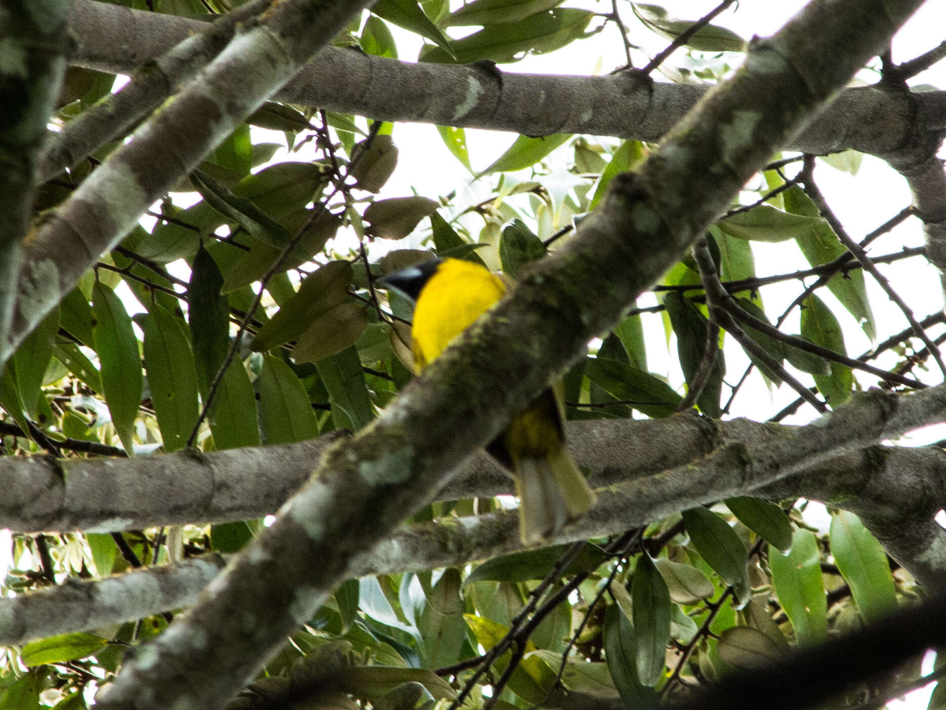 Plancia ëd Caryothraustes canadensis (Linnaeus 1766)