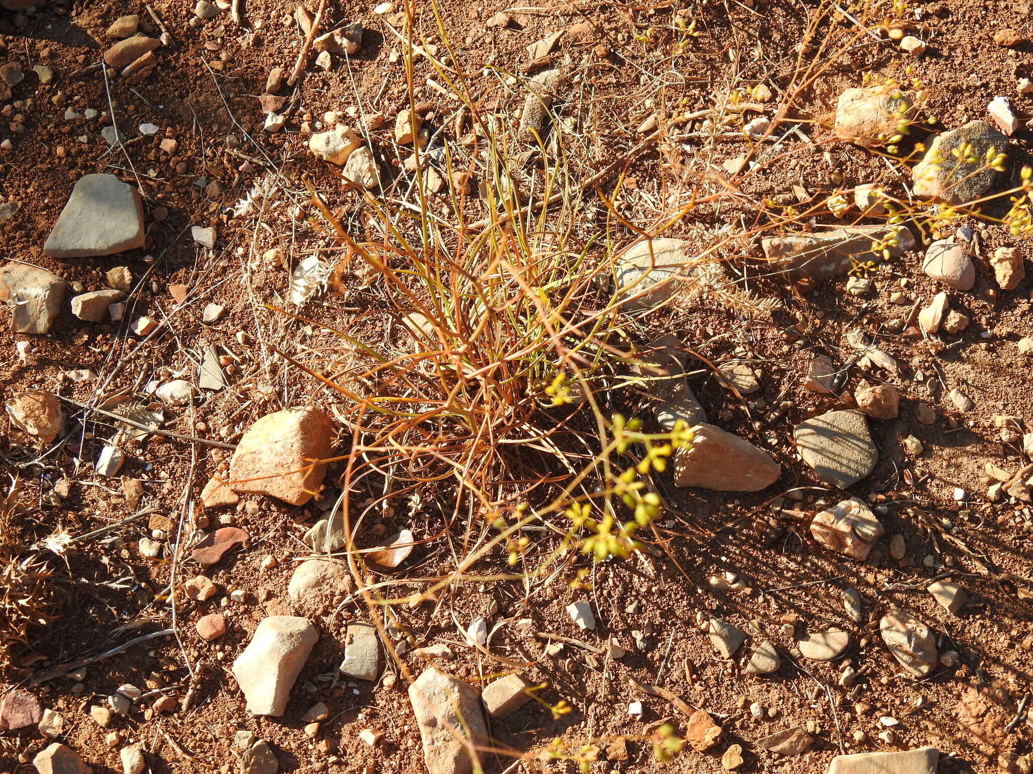 Sivun Bupleurum rigidum subsp. paniculatum (Brot.) H. Wolff kuva