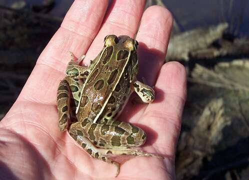 صورة Lithobates sphenocephalus (Cope 1886)