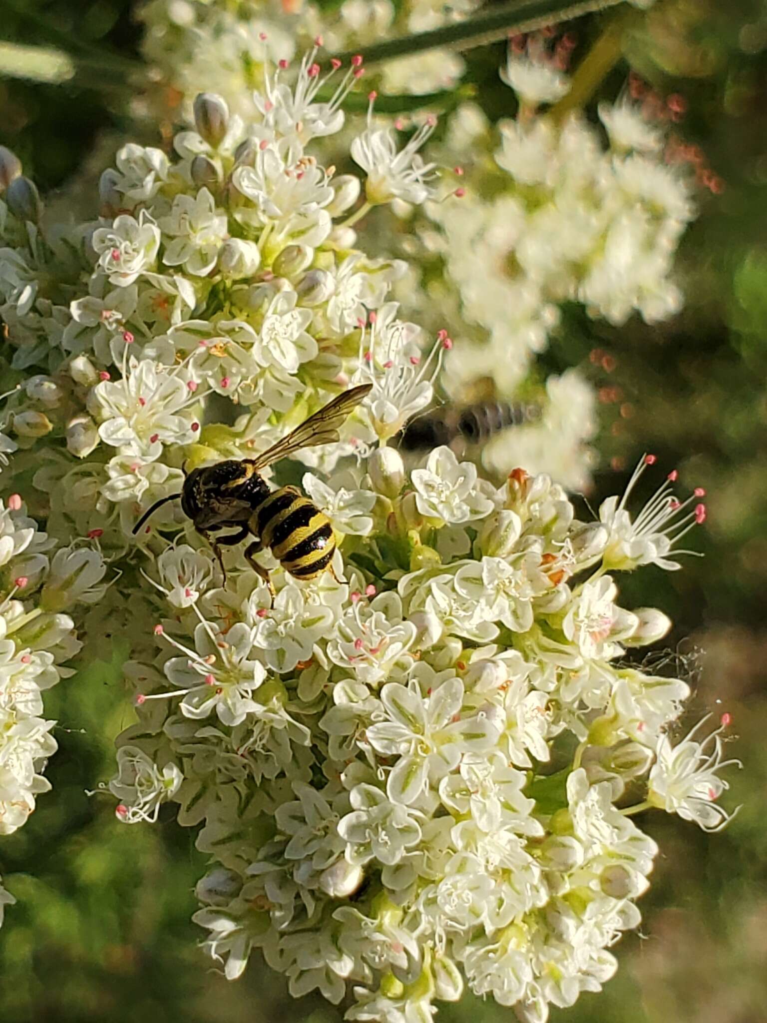 Image de Stelis laticincta Cresson 1878