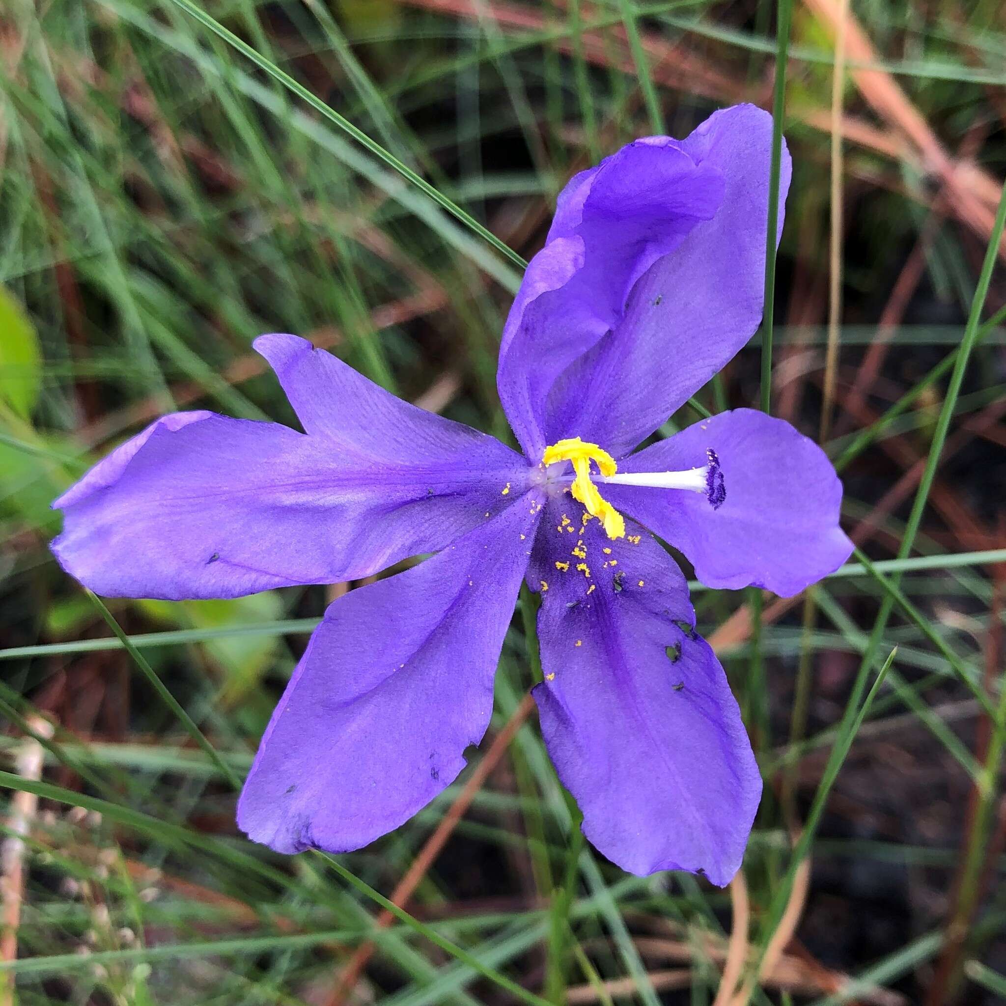 Imagem de Salpingostylis caelestina (W. Bartram) Small