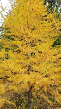 Image of western larch