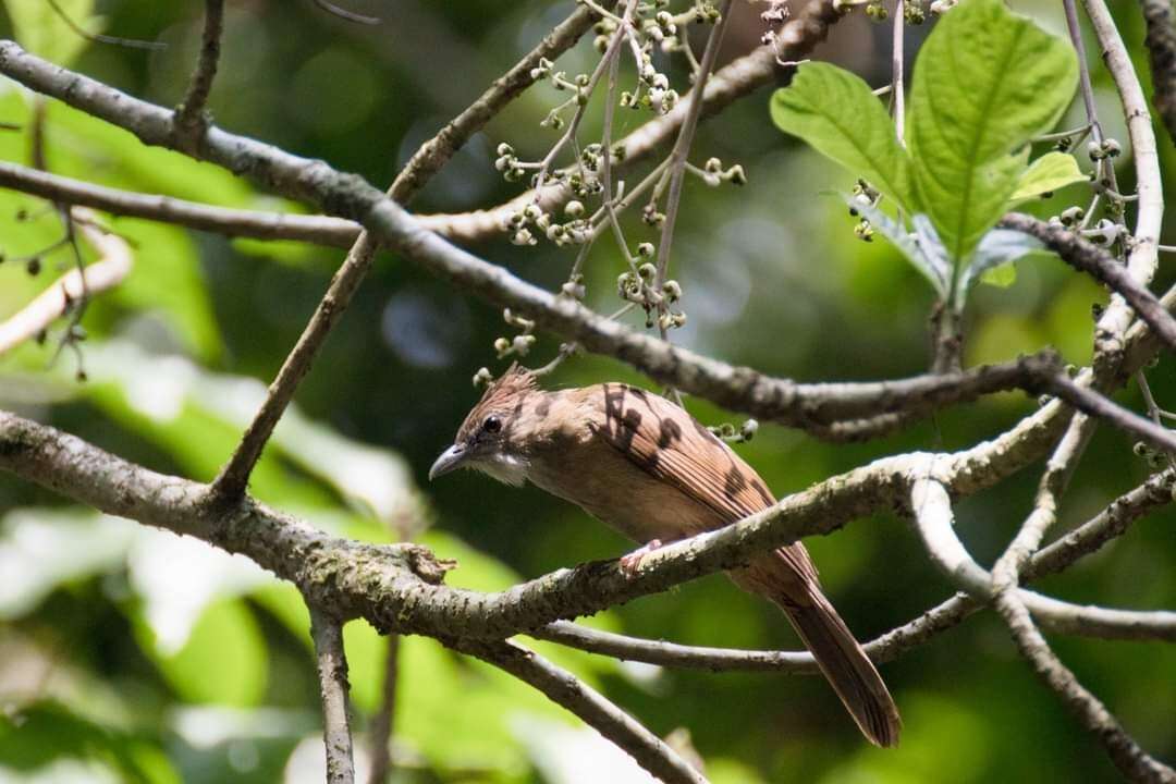 Imagem de Alophoixus ochraceus (Moore & F 1854)