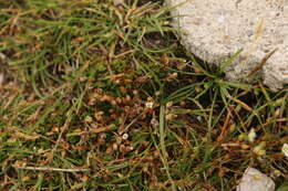 Plancia ëd Moehringia ciliata (Scop.) Dalla Torre