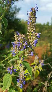 Image of Salvia polystachia Cav.