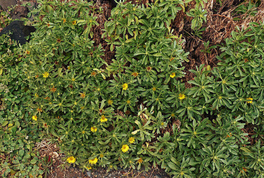 Sivun Asteriscus daltonii (Webb.) Walt. kuva