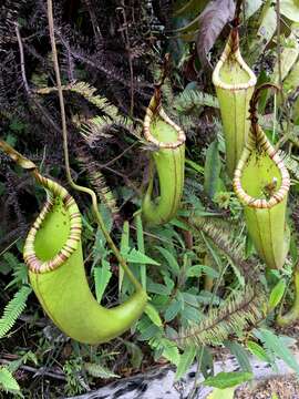 Image of Nepenthes dactylifera