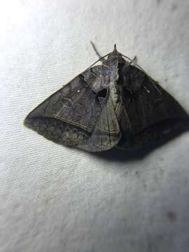 Image of Black Bit Moth