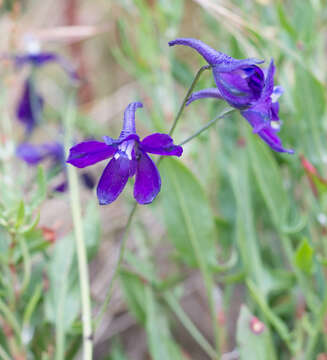 Image of Delphinium hutchinsonae Ewan