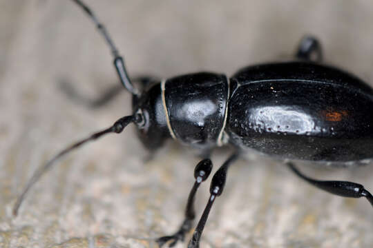 Image of Long-horned beetle