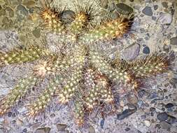 Image of Austrocylindropuntia shaferi (Britton & Rose) Backeb.