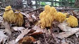 Ramaria caulifloriformis (Leathers) Corner 1970 resmi