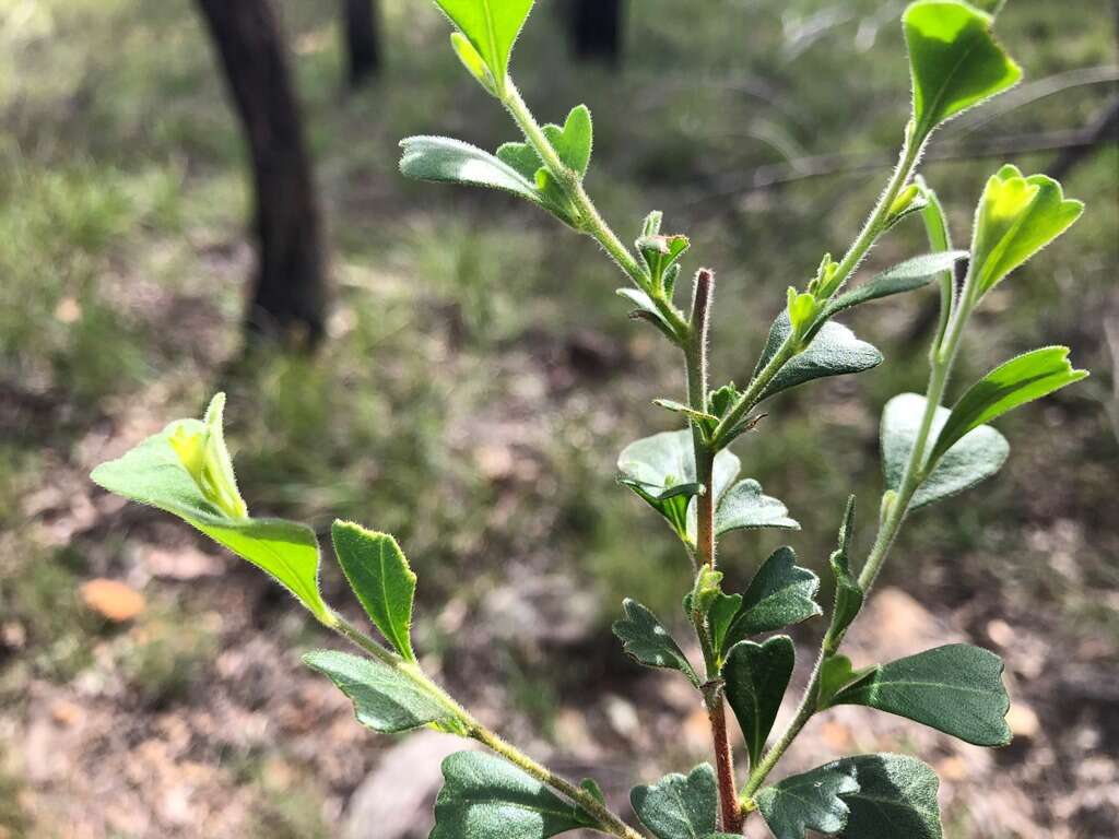 Image de Dodonaea triangularis Lindl.