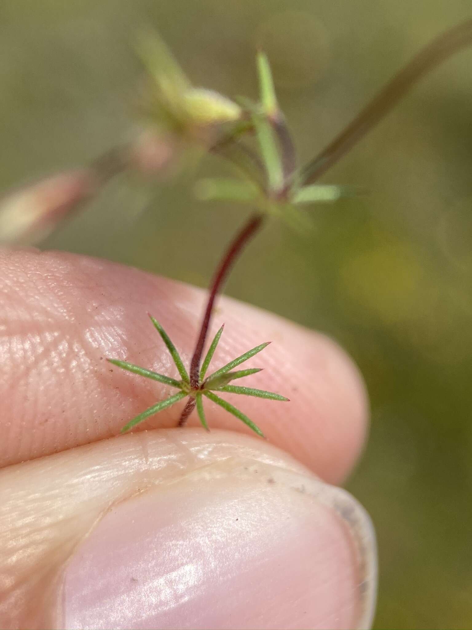 Image of thread linanthus