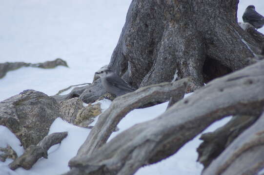 صورة Perisoreus canadensis capitalis Baird & SF 1874