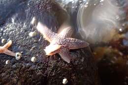 Image of Common sea star