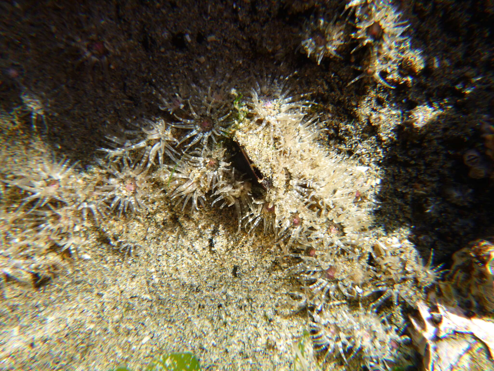 Image of Anthopleura minima (Stuckey & Walton 1910)