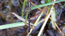 Image of Choristhemis Tillyard 1910