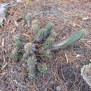 Image of Echinocereus scheeri subsp. scheeri