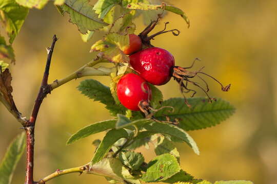 Image of cinnamom rose