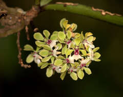 Image of Smithsonia viridiflora (Dalzell) C. J. Saldanha