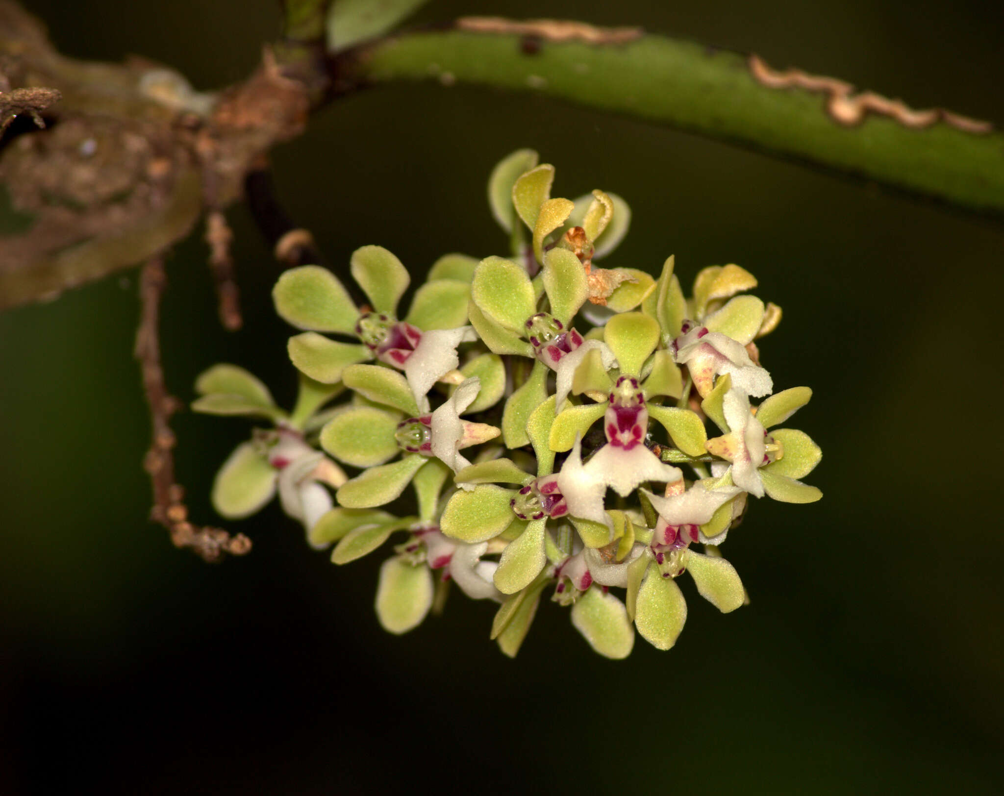 Image de Smithsonia viridiflora (Dalzell) C. J. Saldanha