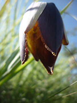 Image of Calochortus hartwegii Benth.