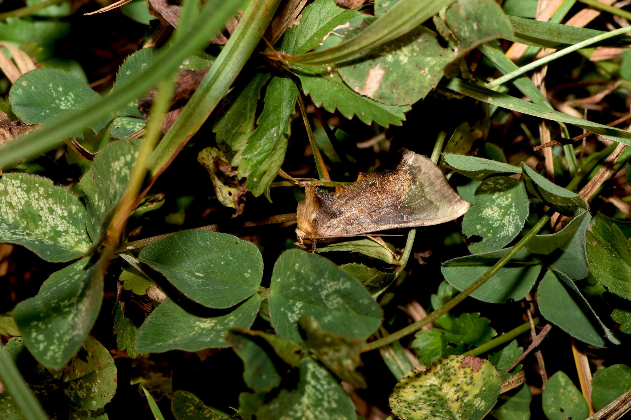 Image of scarce burnished brass