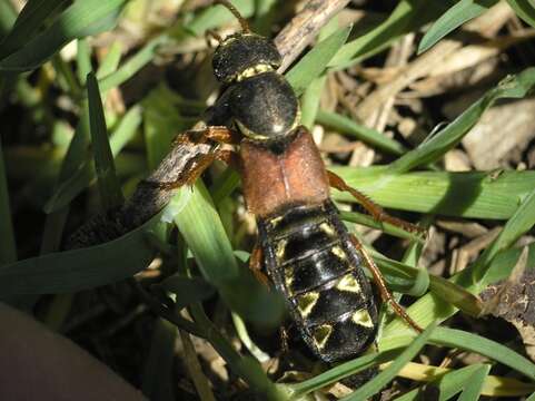 Image of Imperial rove beetle