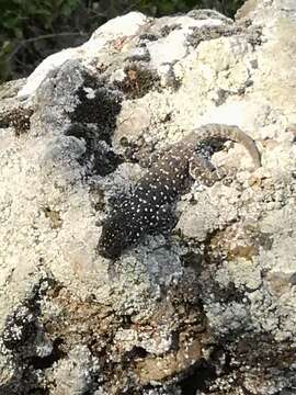 Image of Israeli Fan-fingered Gecko