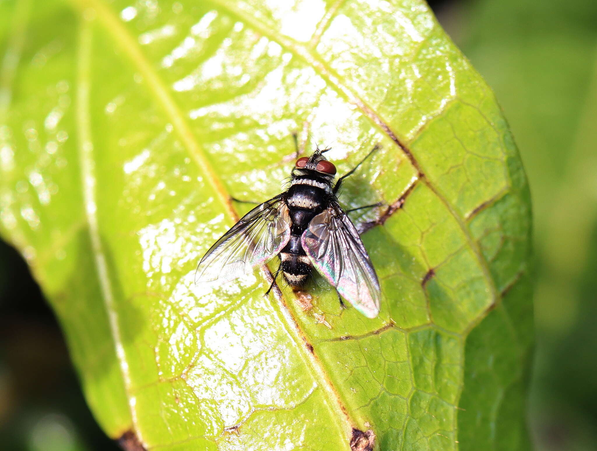 Image of Trigonospila cingulata (Macquart 1851)