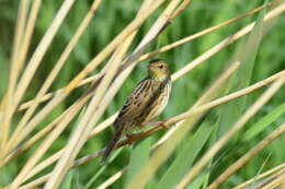 Locustella lanceolata (Temminck 1840) resmi