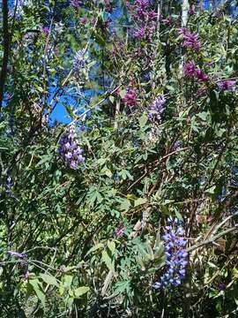 Plancia ëd Lupinus elegans Kunth