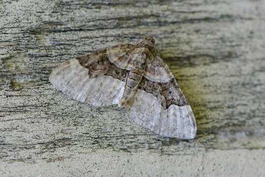 Image of Toothed Brown Carpet