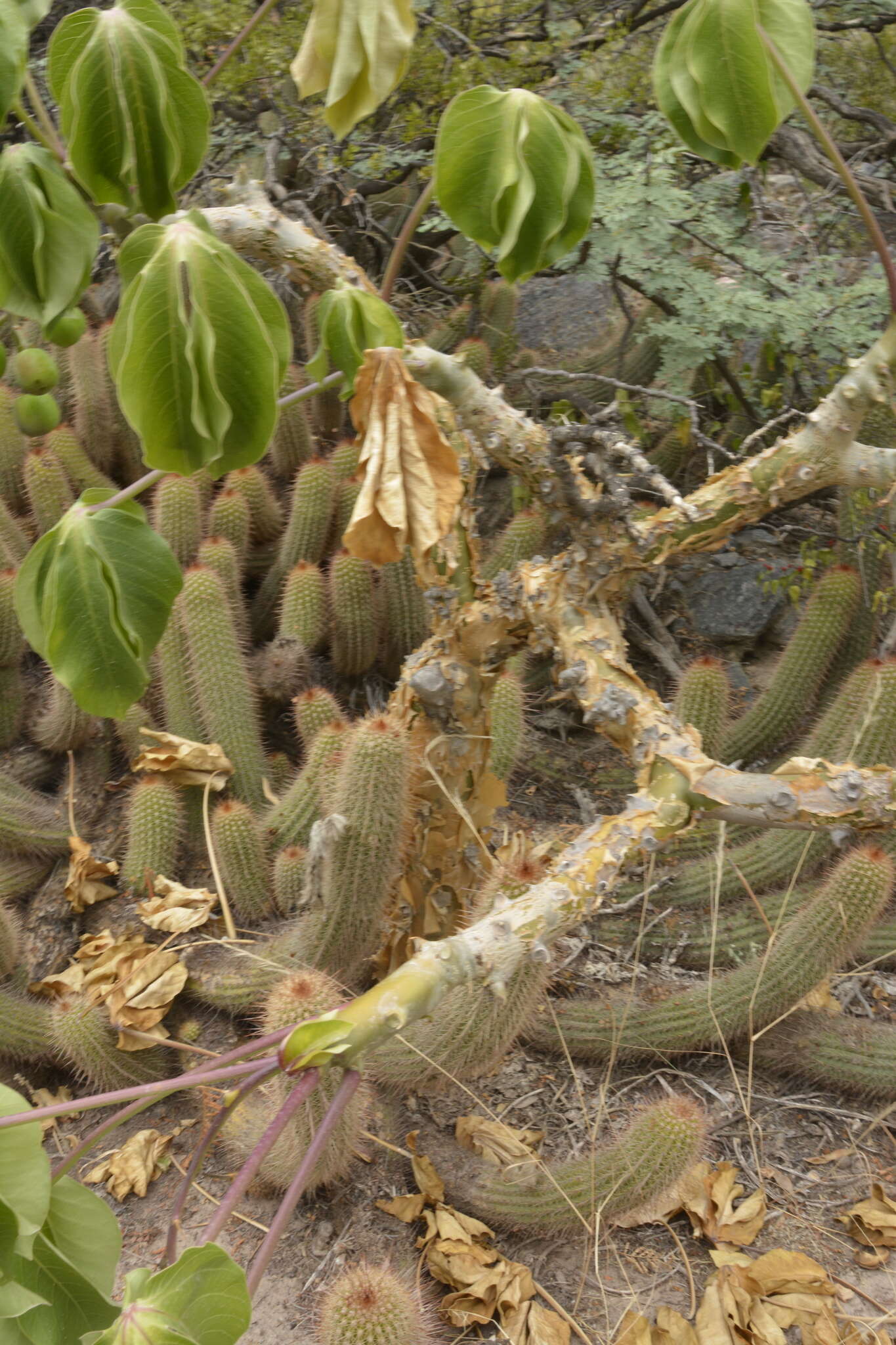 Imagem de Jatropha macrocarpa Griseb.