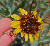 Image of Texas blueweed